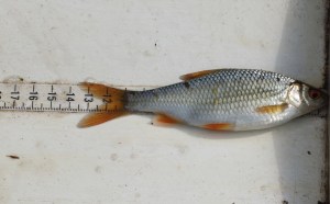 Loe Fish 2014 roach JD (1024x637)