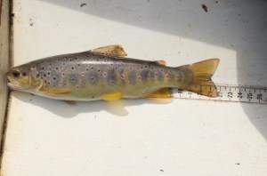 Loe Fish 2014 trout JD (1024x679)