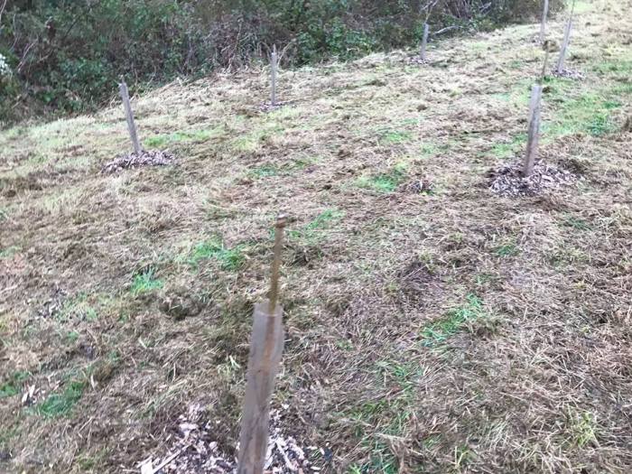 lower lanner trees.jpg