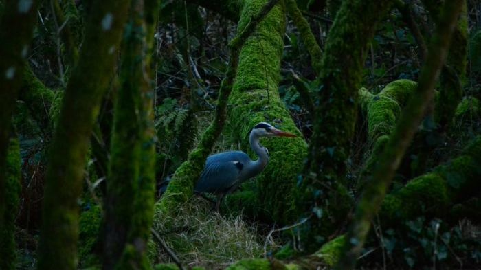 heron at penrose john millar for web