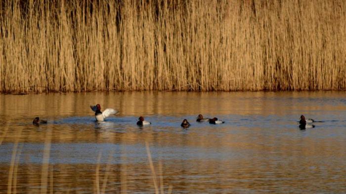 pochard by reedbed on loe pool jones for web